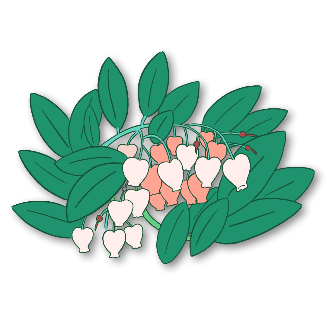 Manzanita plant