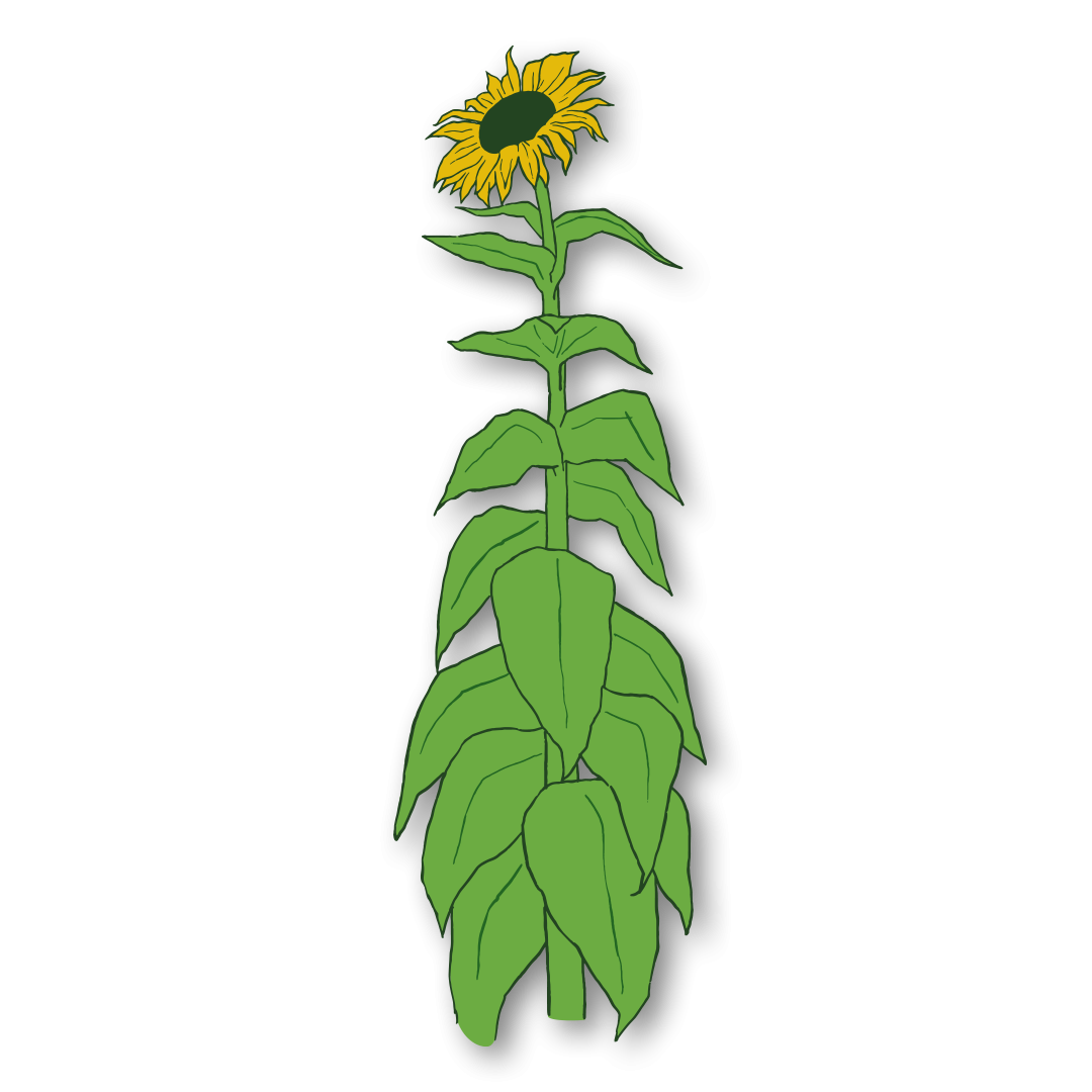 Sunflower and stalk
