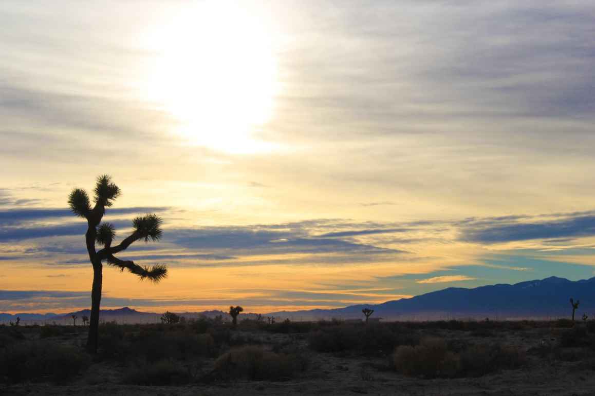 Antelope Valley, Joshua Tree sunset